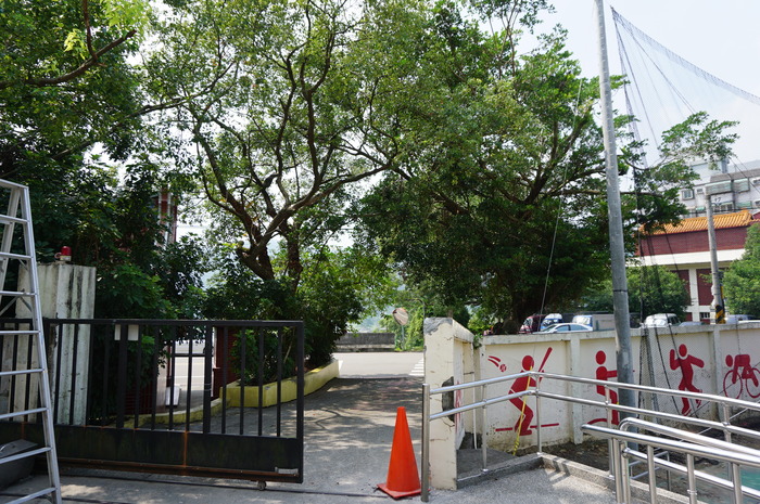 伯公廟前榕樹太矮修剪前