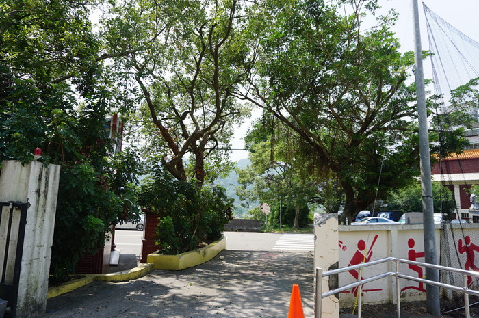伯公廟前榕樹太矮修剪後